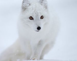 Превью обои лиса, белая, снег, зверек