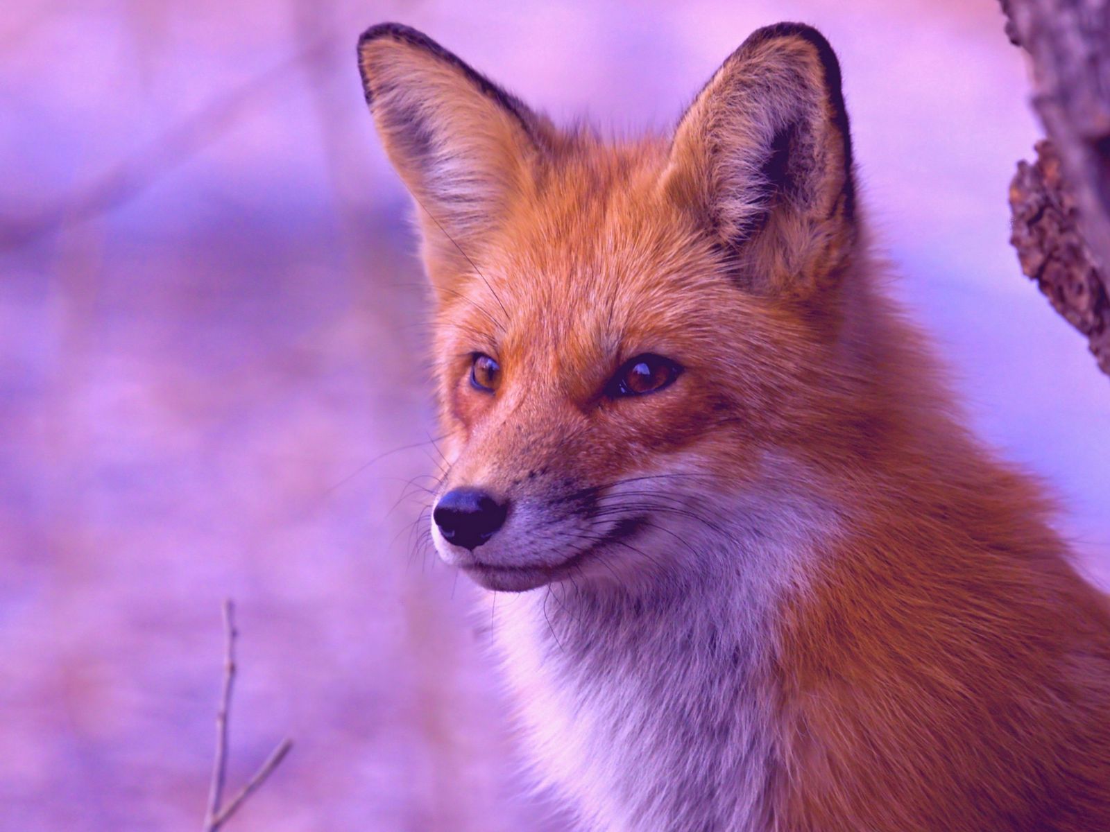K fox. Лисица. Лиса картинка. Красивые картинки лисиц. Рыжая лиса с голубыми глазами.