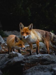 Превью обои лиса, детеныш, хищник, животное, камни