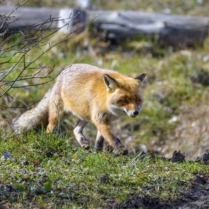 Превью обои лиса, движение, дикая природа, животное