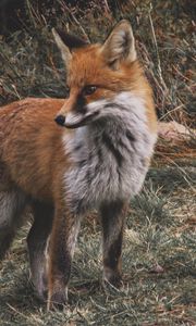 Превью обои лиса, хищник, детеныш, трава, дикая природа