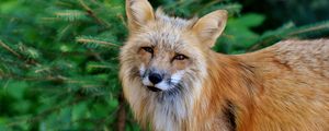 Превью обои лиса, хищник, дикая природа, прищур