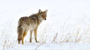 Превью обои лиса, хищник, животное, пушистый, снег