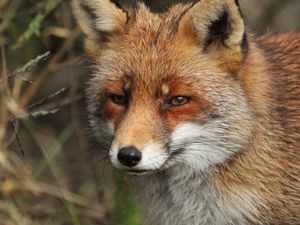 Превью обои лиса, хищник, животное, взгляд, дикая природа
