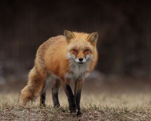 Превью обои лиса, хищник, животное, размытие