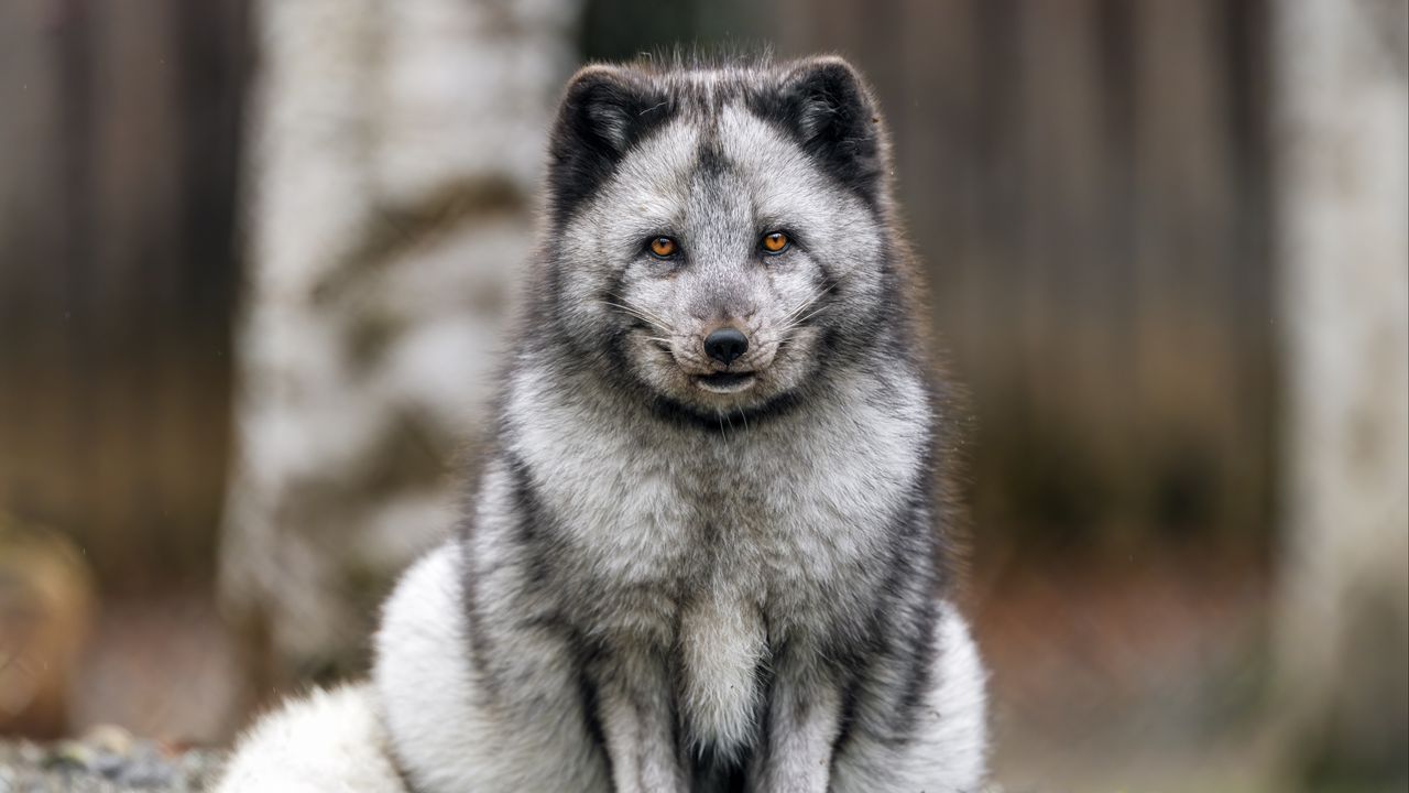 Обои лиса, мех, животное, взгляд