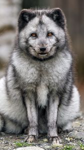 Превью обои лиса, мех, животное, взгляд