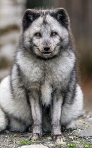 Превью обои лиса, мех, животное, взгляд