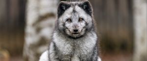 Превью обои лиса, мех, животное, взгляд