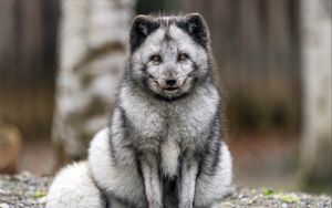 Превью обои лиса, мех, животное, взгляд