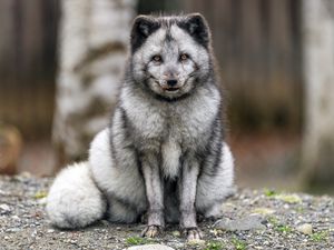 Превью обои лиса, мех, животное, взгляд