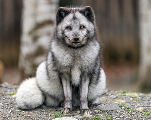 Превью обои лиса, мех, животное, взгляд