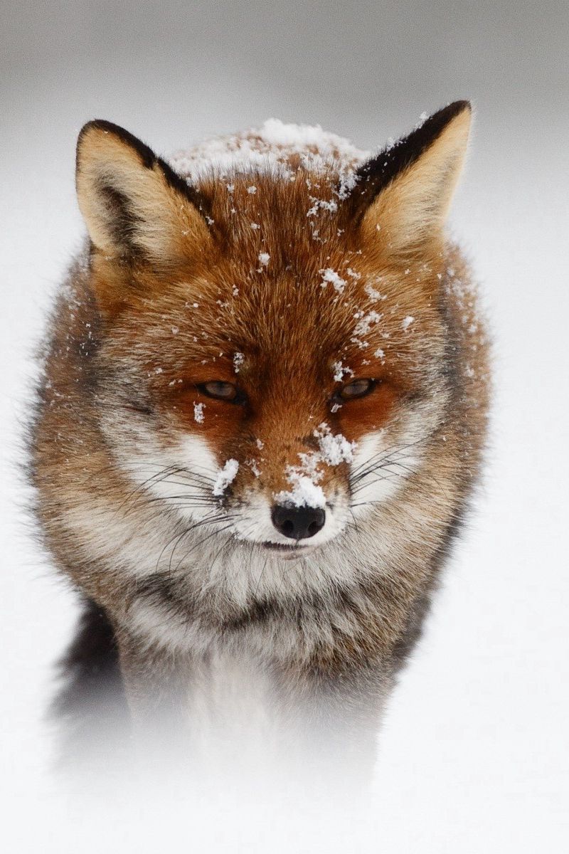 красивое фото лисы на аватарку