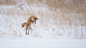 Превью обои лиса, прыжок, охота, животное, снег, зима