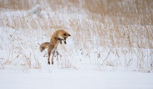 Превью обои лиса, прыжок, охота, животное, снег, зима