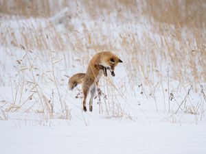 Превью обои лиса, прыжок, охота, животное, снег, зима