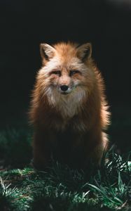 Превью обои лиса, рыжий, взгляд, животное, хищник