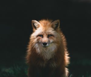 Превью обои лиса, рыжий, взгляд, животное, хищник