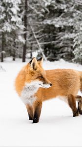 Превью обои лиса, рыжий, животное, снег, зима