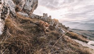 Превью обои лиса, скалы, трава, животное, дикая природа