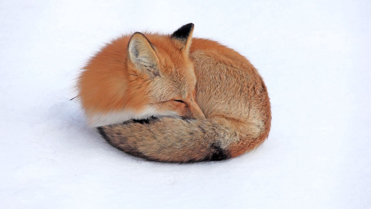 Обои лиса, снег, лежать, свернуться, сон