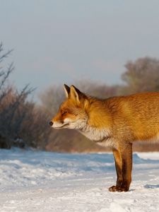 Превью обои лиса, снег, прогулка, охота