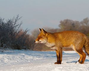 Превью обои лиса, снег, прогулка, охота