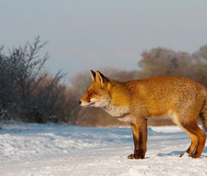 Превью обои лиса, снег, прогулка, охота