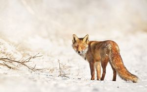 Превью обои лиса, снег, прогулка, оглядываться, ветки, зима