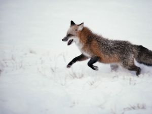 Превью обои лиса, снег, прогулка, бежать