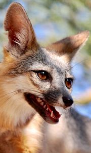 Превью обои лиса, высунутый язык, животное, коричневый