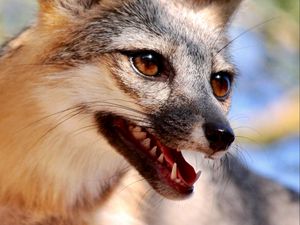 Превью обои лиса, высунутый язык, животное, коричневый