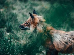 Превью обои лиса, взгляд, животное, дикая природа