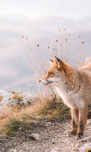 Превью обои лиса, взгляд, животное, коричневый, дикая природа