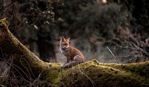 Превью обои лиса, животное, дерево, дикая природа