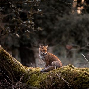 Превью обои лиса, животное, дерево, дикая природа