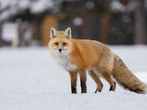 Превью обои лиса, животное, хищник, снег, зима