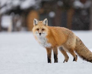 Превью обои лиса, животное, хищник, снег, зима