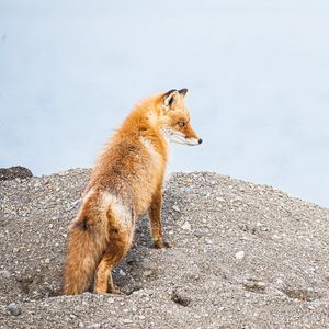 Превью обои лиса, животное, коричневый, дикая природа