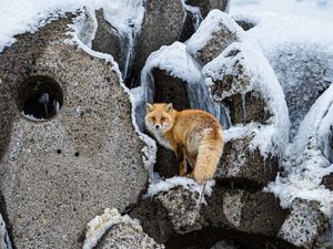 Превью обои лиса, животное, рыжий, пушистый, дикая природа