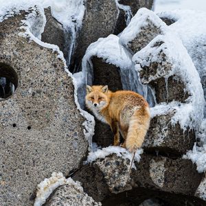 Превью обои лиса, животное, рыжий, пушистый, дикая природа
