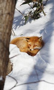 Превью обои лиса, животное, снег, дикая природа