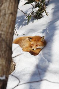 Превью обои лиса, животное, снег, дикая природа