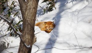 Превью обои лиса, животное, снег, дикая природа