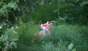 Превью обои лиса, животное, трава, дикая природа, зеленый