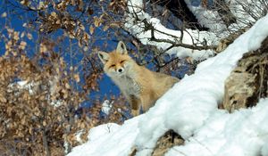 Превью обои лиса, животное, взгляд, снег, зима, дикая природа