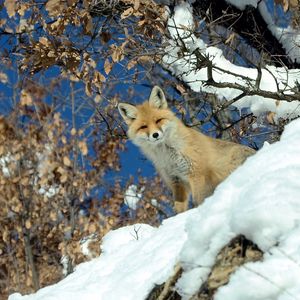 Превью обои лиса, животное, взгляд, снег, зима, дикая природа