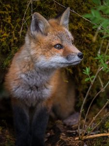 Превью обои лисенок, дикая природа, животное