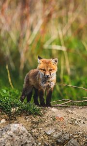 Превью обои лисенок, лиса, животное, милый, дикая природа