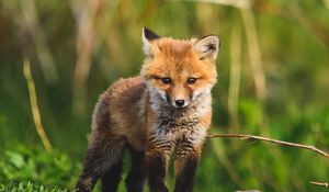 Превью обои лисенок, лиса, животное, милый, дикая природа